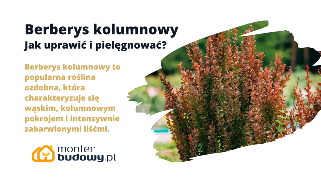 Berberys kolumnowy Jak uprawić i pielęgnować