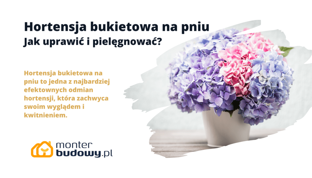 Hortensja bukietowa na pniu jak uprawić i pielęgnować