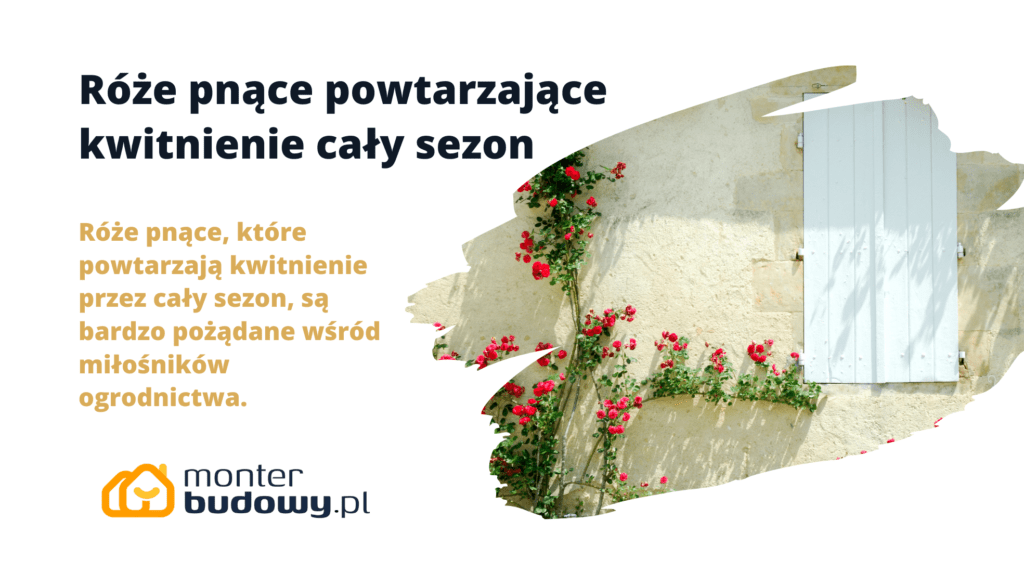 Róże pnące powtarzające kwitnienie cały sezon