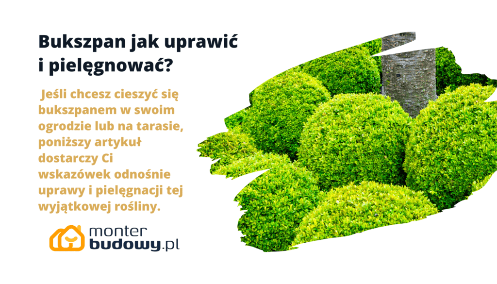 Bukszpan jak uprawić i pielęgnować