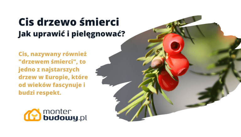 Cis drzewo śmierci Jak uprawić i pielęgnować