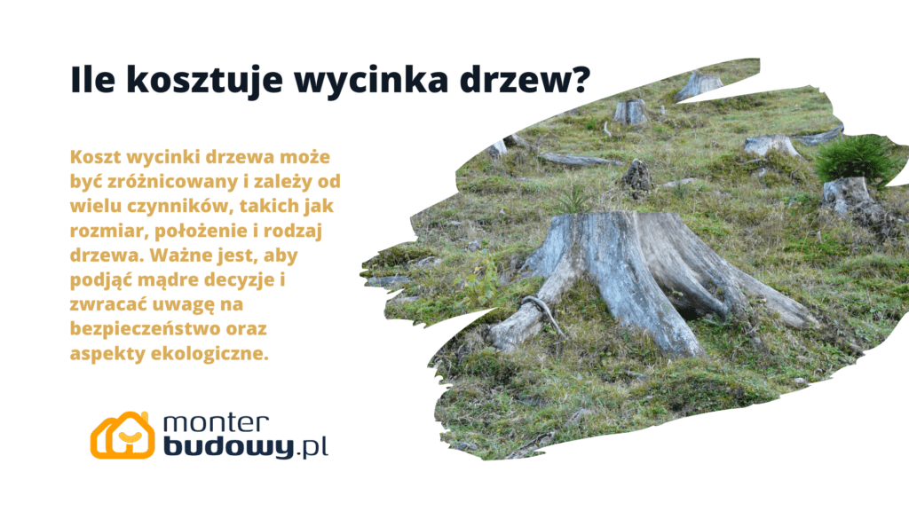 Ile kosztuje wycinka drzew