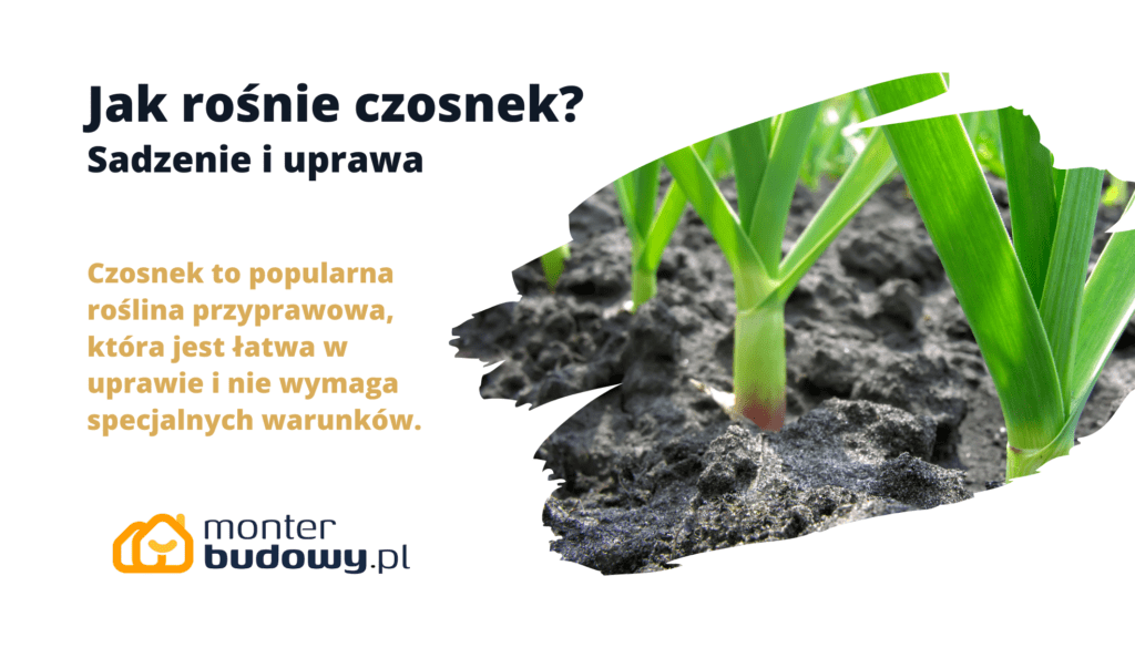 Jak rośnie czosnek