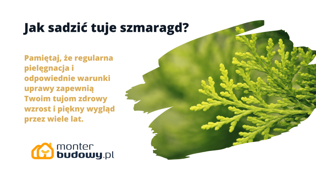 Jak sadzić tuje szmaragd