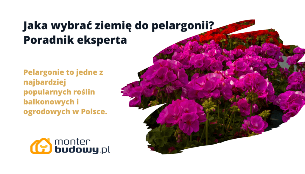 Jaka wybrać ziemię do pelargonii