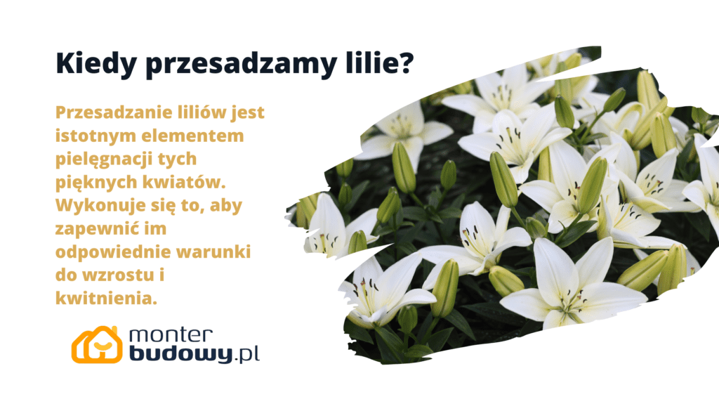 Kiedy przesadzamy lilie