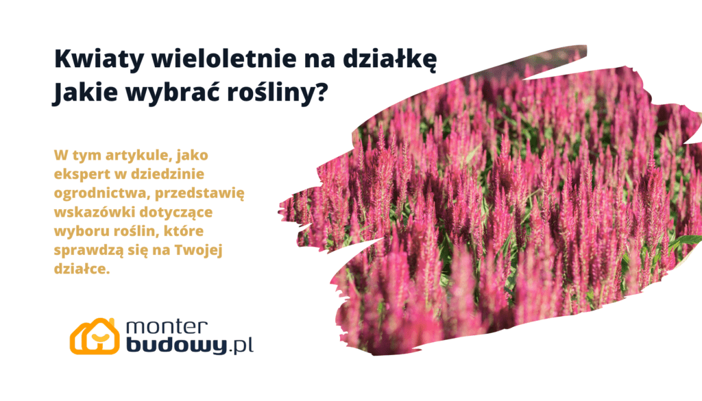Kwiaty wieloletnie na działkę Jakie wybrać rośliny