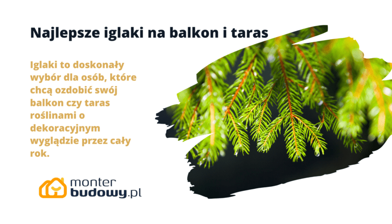 Najlepsze iglaki na balkon i taras