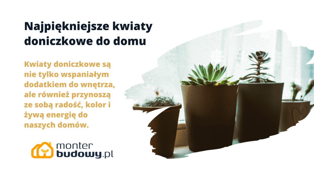 Najpiękniejsze kwiaty doniczkowe do domu
