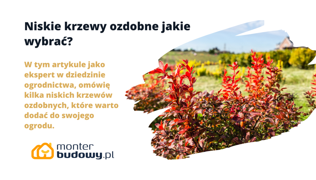 Niskie krzewy ozdobne jakie wybrać