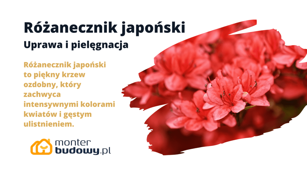 Różanecznik japoński - uprawa i pielęgnacja