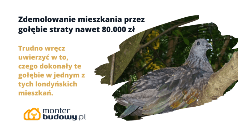 Zdemolowanie mieszkania przez gołębie straty nawet 80.000