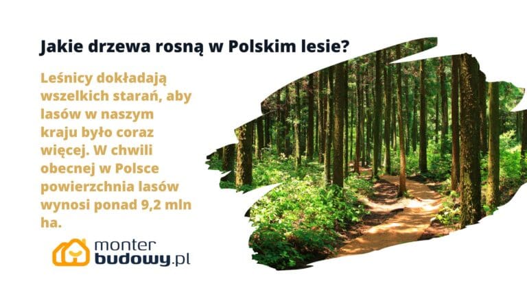 Jakie drzewa rosną w Polskim lesie