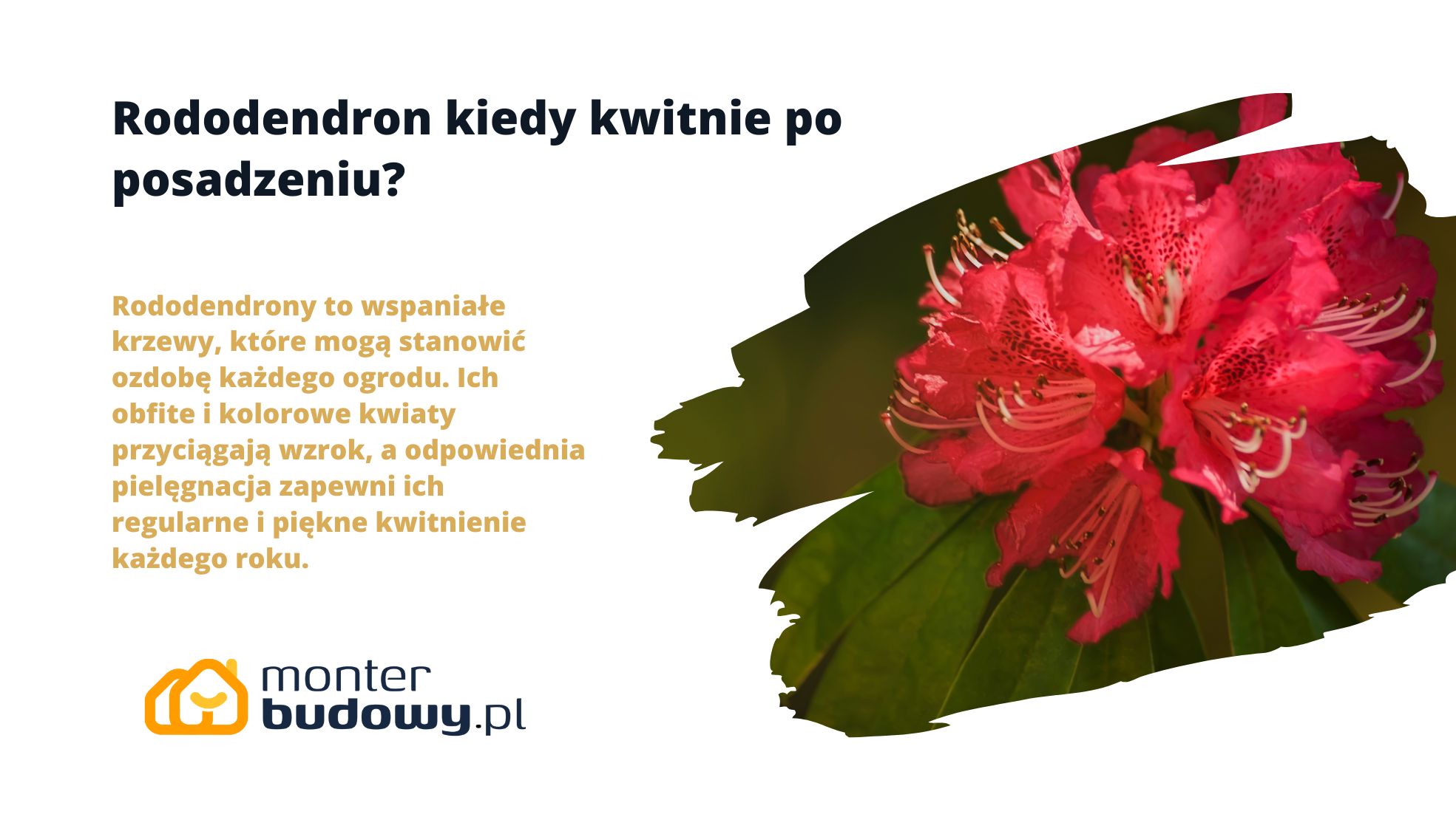 Rododendron kiedy kwitnie po posadzeniu