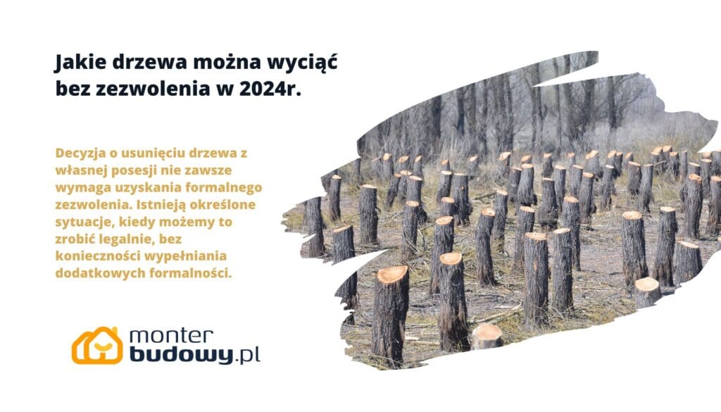 Jakie drzewa można wyciąć bez zezwolenia
