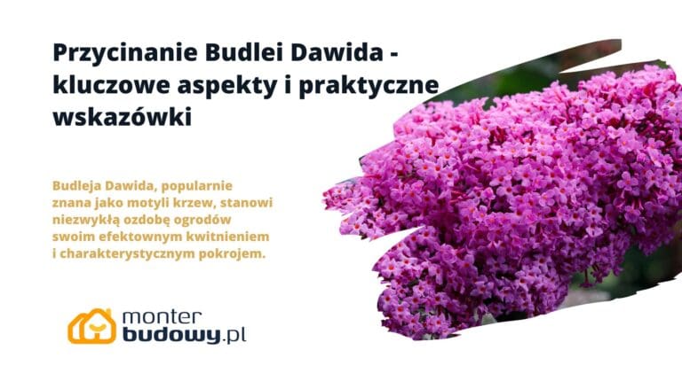 Przycinanie Budlei Dawida
